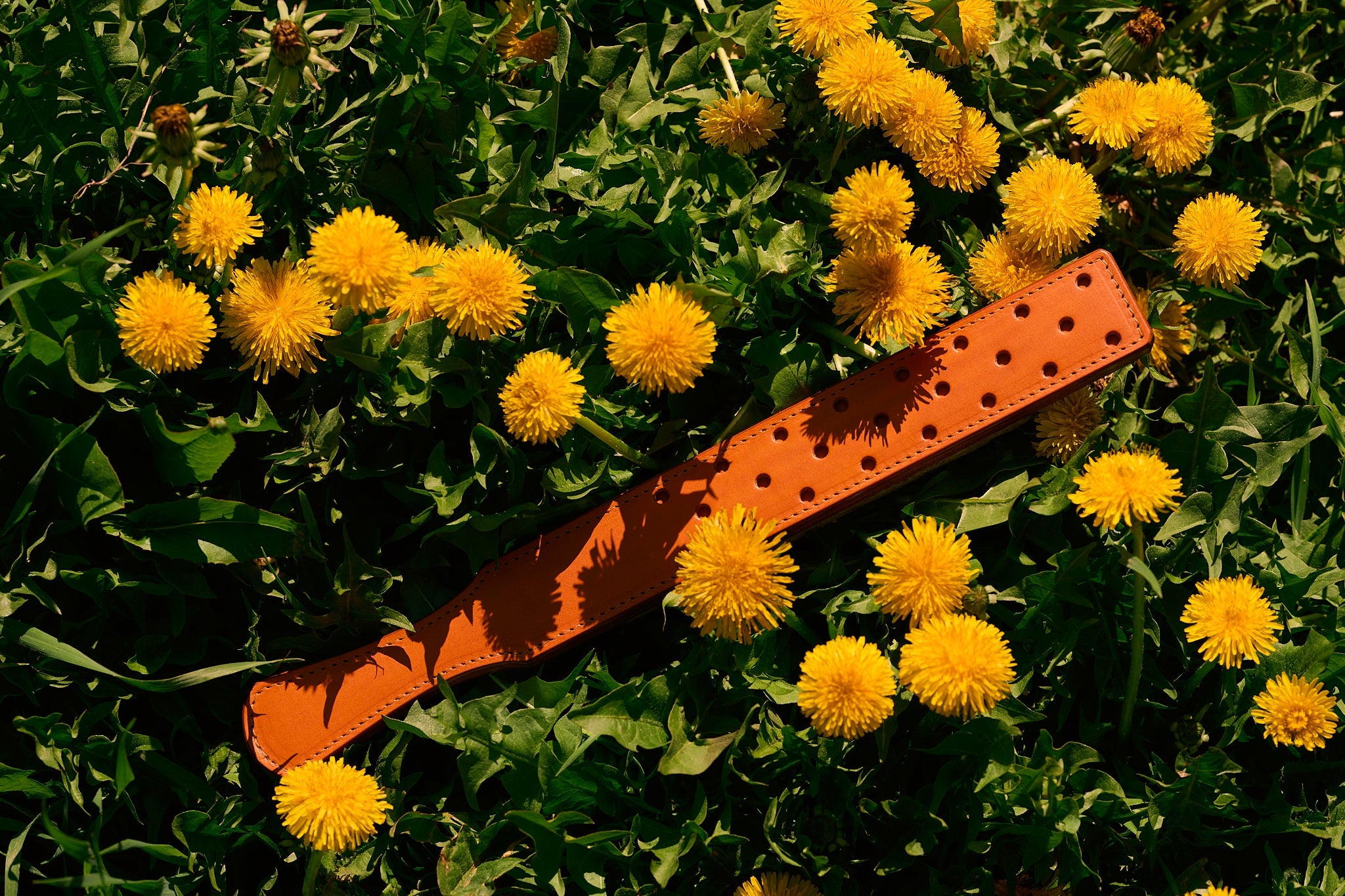 leather fenestrated strap laying in grass surrounded by dandelions