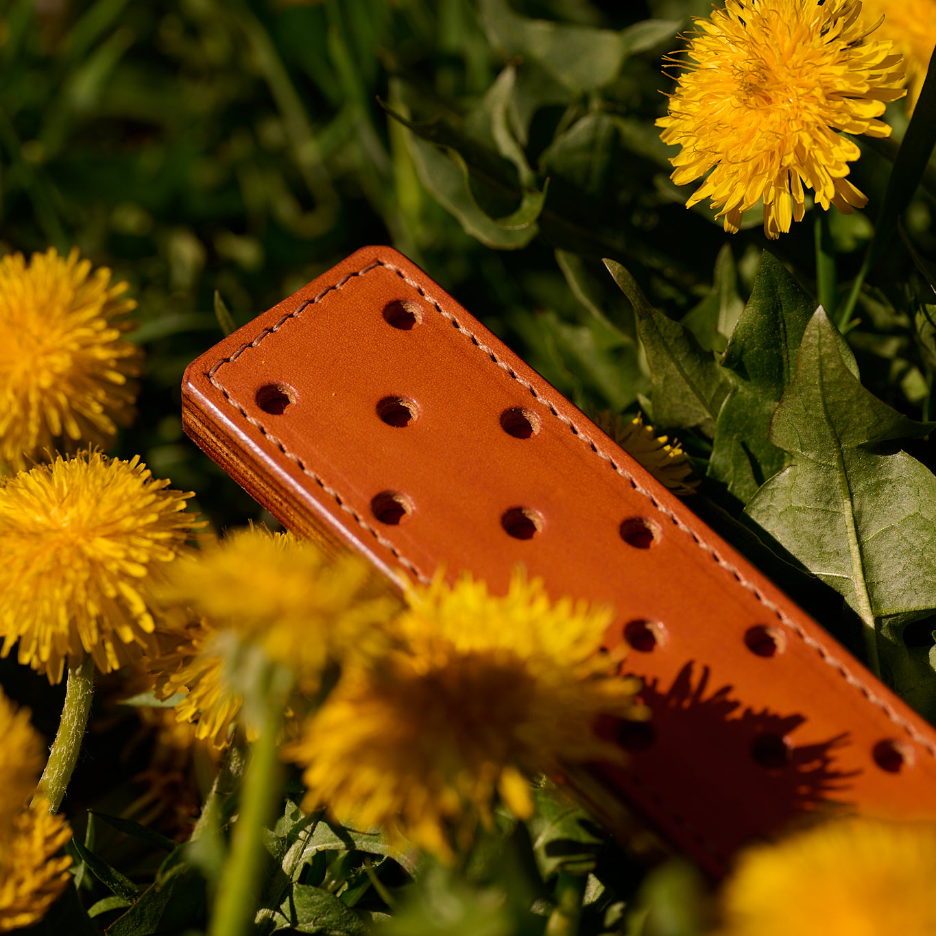 fenestrated leather strap orange brown laying in field of dandelions