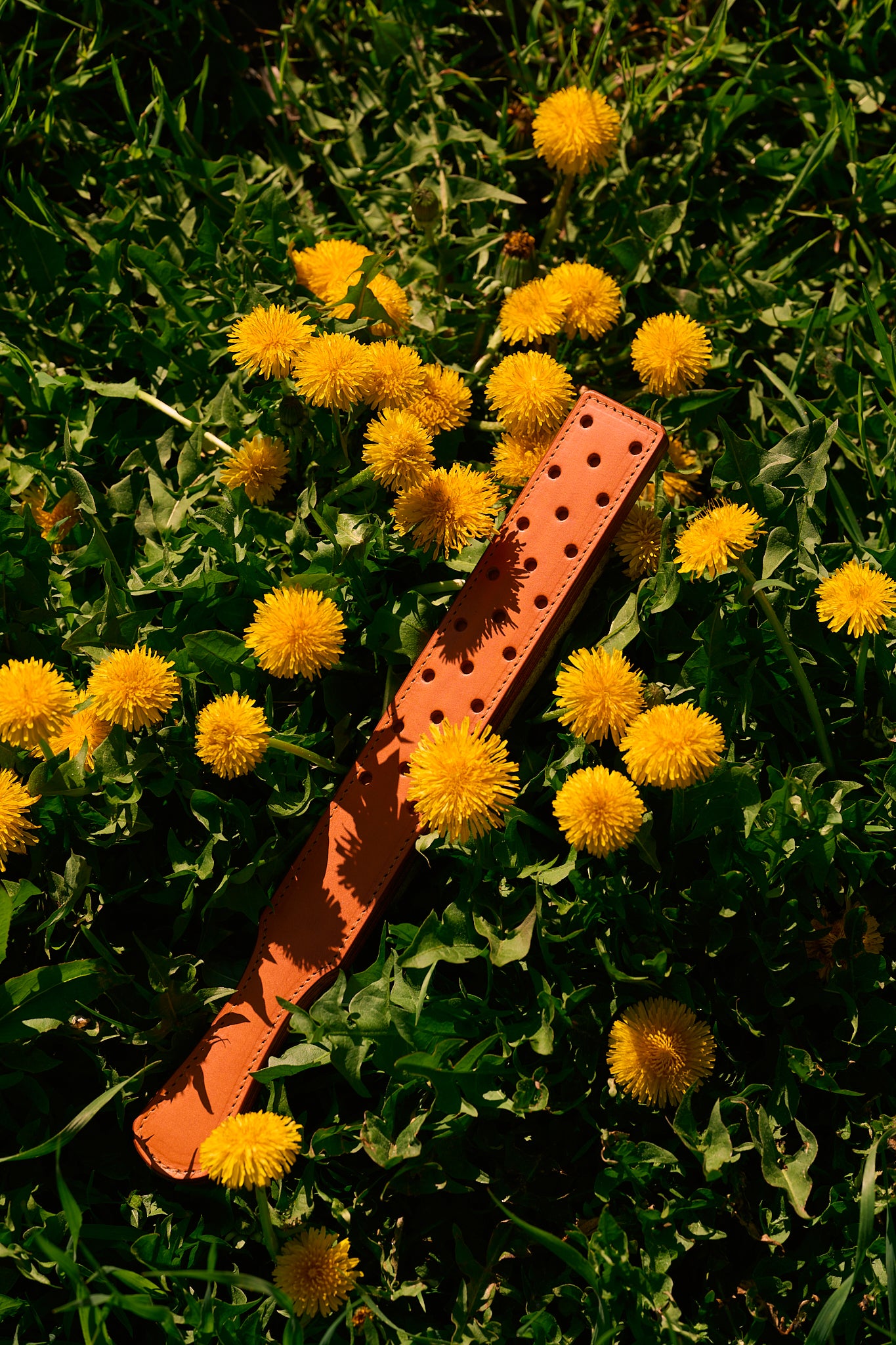 fenestrated leather strap orange brown laying in field of dandelions